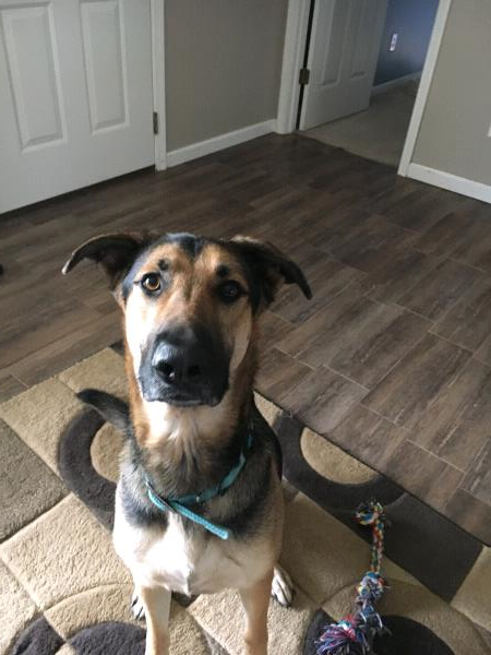 /Images/uploads/Homeward Bound Pet Rescue/HBPR_Photocontest/entries/12106thumb.jpg